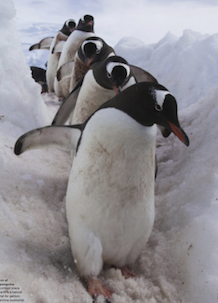 penguins